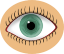 anterior-eye.png